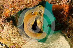 Panamic Green Moray Eel (Gymnothorax castaneus