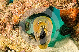 Panamic Green Moray Eel (Gymnothorax castaneus