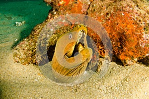 Panamic Green Moray Eel (Gymnothorax castaneus