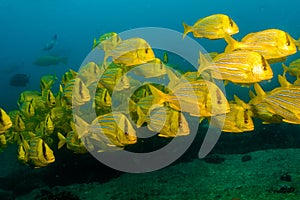 Panamic porkfish (Anisostremus taeniatus)