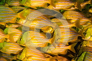 Panamic porkfish Anisotremus taeniatus. Cabo Pulmo