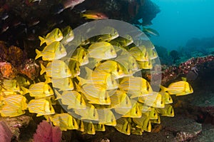 Panamic porkfish (Anisotremus taeniatus). Cabo Pulmo
