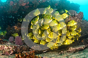 Panamic porkfish (Anisotremus taeniatus). Cabo Pulmo