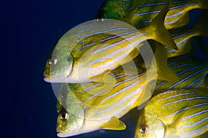 Panamic porkfish (Anisotremus taeniatus). Cabo Pulmo