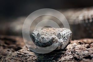Panamint Rattlesnake