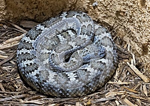 Panamint Speckled Rattlesnake at Rattlers & Reptiles, a small museum in Fort Davis, Texas, owned by Buzz Ross. photo