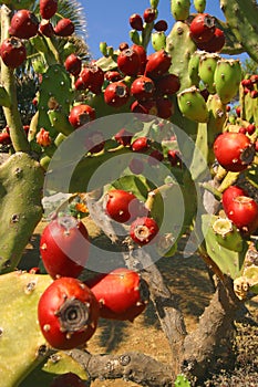 Panarea Prickly Pears