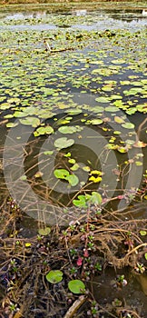 Panari leaves in the pond in the village India