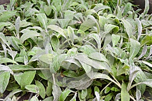 Panc stachys byzantina leaves in the vegetable garden photo