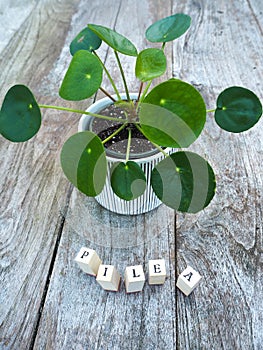 Pancake plant or pilea peperomioides