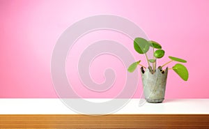 Pancake plant, Pilea peperomioides, pink background