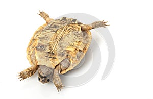 Pancake Tortoise