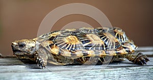Pancake tortoise