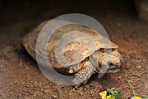 Pancake tortoise (Malacochersus tornieri).