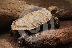Pancake tortoise (Malacochersus tornieri).