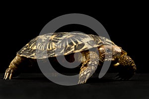 Pancake tortoise Malacochersus tornieri