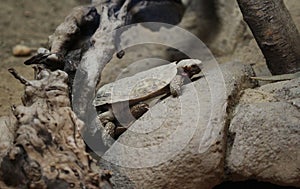 Pancake tortoise