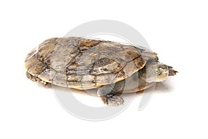 pancake turtle tortoise malacochersus tornieri