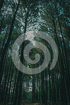 Pine forest at Pancar Mountain