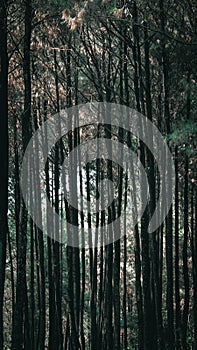 Green forest in the morning