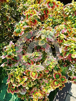 Pancawarna mountain plant