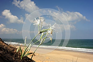 Pancratium maritimum