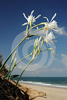 Pancratium maritimum