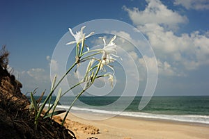 Pancratium maritimum