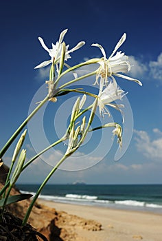 Pancratium maritimum