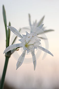 Pancratium maritimum