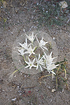 Pancratium maritimum in bloom