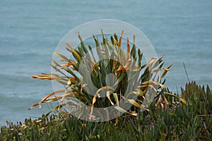 Pancratium maritimum is a bulbous perennial with a long neck and glaucous, broadly linear leaves, evergreen