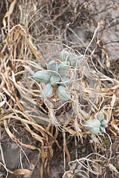 Pancratium maritimum fresh seed pods 