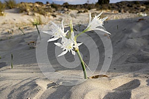 Pancratium maritimum, Hymenocallis, sea daffodil white blossoms