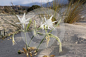 Pancratium maritimum, Hymenocallis, sea daffodil white blossoms