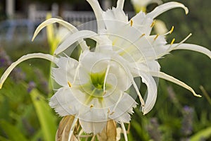 Pancratium maritimum, Nardo marÃÂ­timo in jaen spain photo