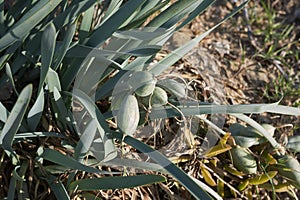 Pancratium maritimum plants in Sicily