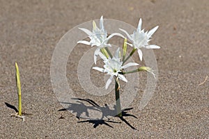 Pancratium maritimum, Sea daffodil