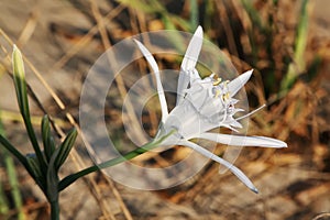 Pancratium maritimum, or sea daffodil