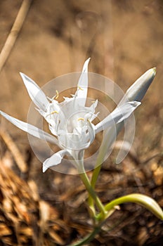 Pancratium maritimum, Sea daffodil