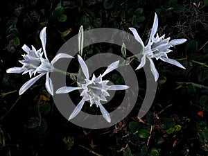 Pancratium maritimum or sea daffodil