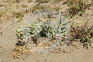 Pancratium maritimum, sea daffodil black seeds and pods