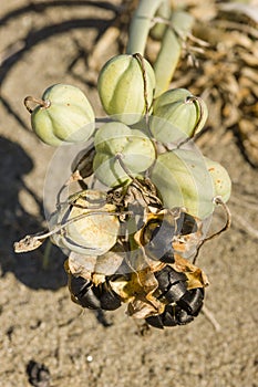 Pancratium maritimum, sea daffodil black seeds and pods