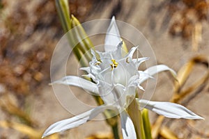 Pancratium maritimum, sea lily