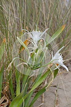 Pancratium maritimum Wild Flower