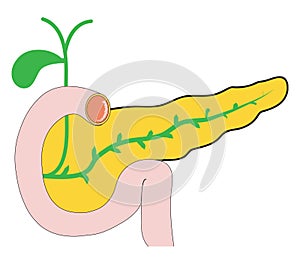 Pancreas photo