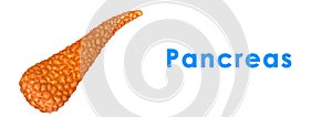 Pancreas