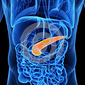 The pancreas