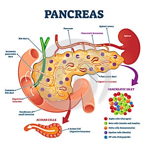 Pancreas anatomical cross section model, vector illustration medical example