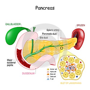 Pancreas anatomy. Cell Structure of islet of langerhans photo
